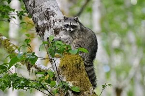 TOM-1661 Raccoon - on side of red alder tree in an alder tree grove (often referred to as an alder bottom)