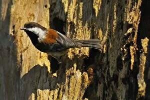 TOM-1664 Chestnut-backed Chickadee - at nest cavity in old snag in old growth forest in Olympic National Park