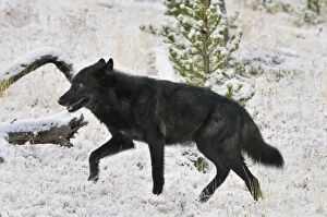 TOM-1687 Wild Grey Wolf - black color phase - walking in snow in autumn