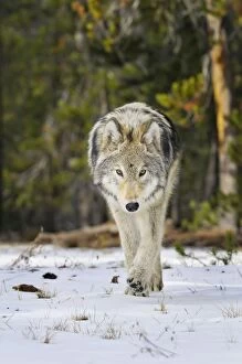 TOM-1690 Wild Grey Wolf - walking in snow in autumn