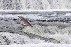 TOM-1696 Coho / Silver Salmon - jumping small falls while on autumn spawning migration up freshwater river