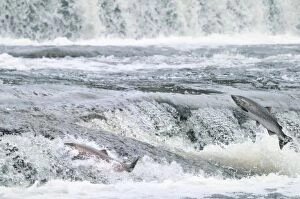 TOM-1697 Coho / Silver Salmon - jumping small falls while on autumn spawning migration up freshwater river