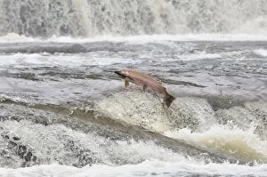 TOM-1698 Coho / Silver Salmon - jumping small falls while on autumn spawning migration up freshwater river