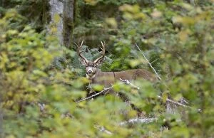 TOM-1716 Coastal Black-tailed Deer - buck appearing through foliage