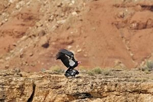 TOM-1721 California Condor - mating