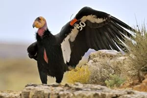 TOM-1723 California Condor - with tags
