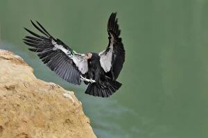 TOM-1726 California Condor - with tags - in flight landing - near Marble Canyon (Colorado River)