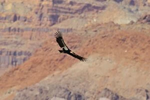 TOM-1728 California Condor - in flight near the Vermillion Cliffs