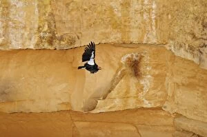 TOM-1731 California Condor - with tags - in flight along canyon walls