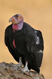 TOM-1732 California Condor - with tags - perched on rock
