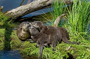 TOM-1751 Northern River Otter - mother and pups