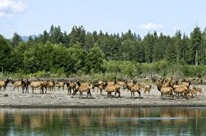 TOM-1773 Roosevelt Elk / Olympic Elk - along the Queets River