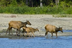 TOM-1776 Roosevelt Elk / Olympic Elk - along the Queets River