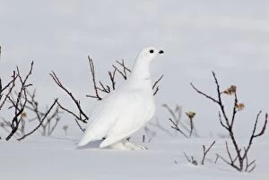 TOM-1788 White-tailed Ptarmigan - male in snow