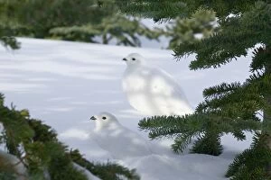 TOM-1793 White-tailed Ptarmigans - in snow