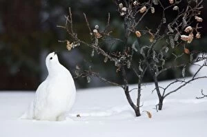 TOM-1797 White-tailed Ptarmigan - in snow eating buds and leaves off willow