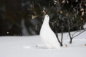 TOM-1798 White-tailed Ptarmigan - in snow eating buds and leaves off willow