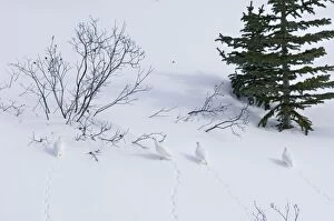 TOM-1799 White-tailed Ptarmigans - in snow