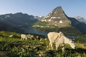 TOM-1817 Mountain Goats - nanny and kid near Hidden Lake and Bearhat Mountain