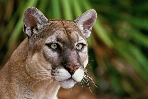 TOM-1842 Florida Cougar / Mountain Lion / Puma