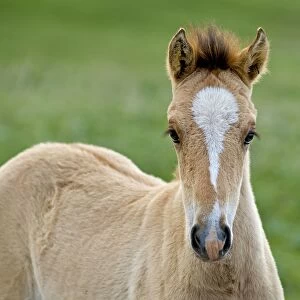 TOM-1877-C Wild / Feral Horses - colt