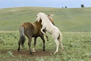 TOM-1878 Wild / Feral Horses - colt playing with herd stallion