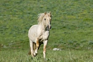 TOM-1879 Wild / Feral Horse - young stallion running