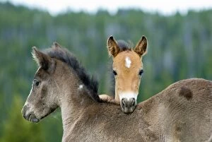 TOM-1881 Wild / Feral Horses - colts