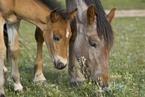 TOM-1883 Wild / Feral Horses - mare with colt