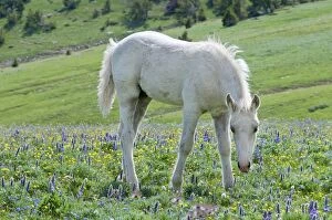 TOM-1900 Wild / Feral Horse - colt