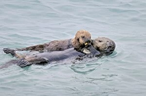 TOM-1911 Alaskan / Northern Sea Otter - mother sharing food with pup