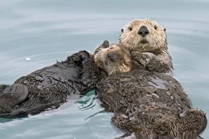 TOM-1917 Alaskan / Northern Sea Otter - mother holds pup while they sleep on their backs in a protected cove