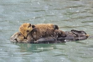 TOM-1923 Alaskan / Northern Sea Otter - mother with young pup sleep during a snow shower