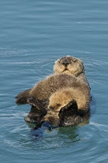 TOM-1931 Alaskan / Northern Sea Otter - mother and pup