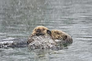 TOM-1934 Alaskan / Northern Sea Otter - mother and pup on water in snowstorm