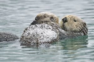 TOM-1935 Alaskan / Northern Sea Otter - mother and pup on water in snowstorm
