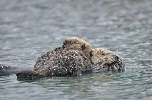 TOM-1936 Alaskan / Northern Sea Otter - mother and pup on water in snowstorm