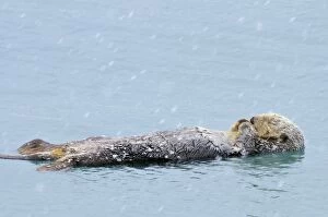 TOM-1939 Alaskan / Northern Sea Otter - on water sleeping / resting during snow flurry