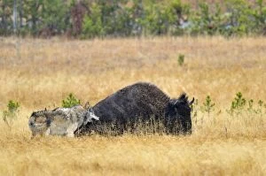 TOM-1948 Wild Grey Wolf - trying to take down a Bison cow