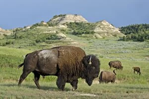 American Bison Gallery: TOM-2066