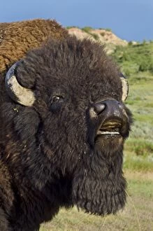 American Bison Gallery: TOM-2068