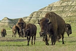 American Bison Gallery: TOM-2069
