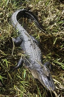 TOM-439 American ALLIGATOR - mother with young