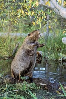 Beavers Gallery: TOM-608