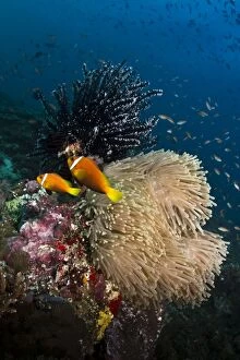 Images Dated 4th January 2012: Tomato Anemonefish and Sea Anemone (Stichodactyla)