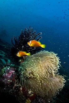Images Dated 4th January 2012: Tomato Anemonefish and Sea Anemone (Stichodactyla)