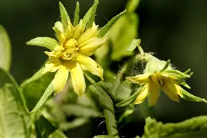 Tomato Prints: Tomato flower. Aubignan - Provence - PACA - France