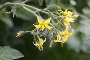 Images Dated 14th August 2007: Tomato - flowers. Somme - france