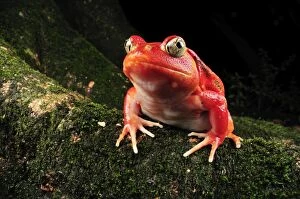 Images Dated 23rd January 2008: Tomato Frog