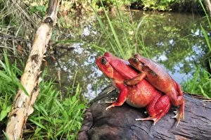 Amplexus Collection: Tomato Frog - Amplexus - Maroantsetra - North East Madagascar